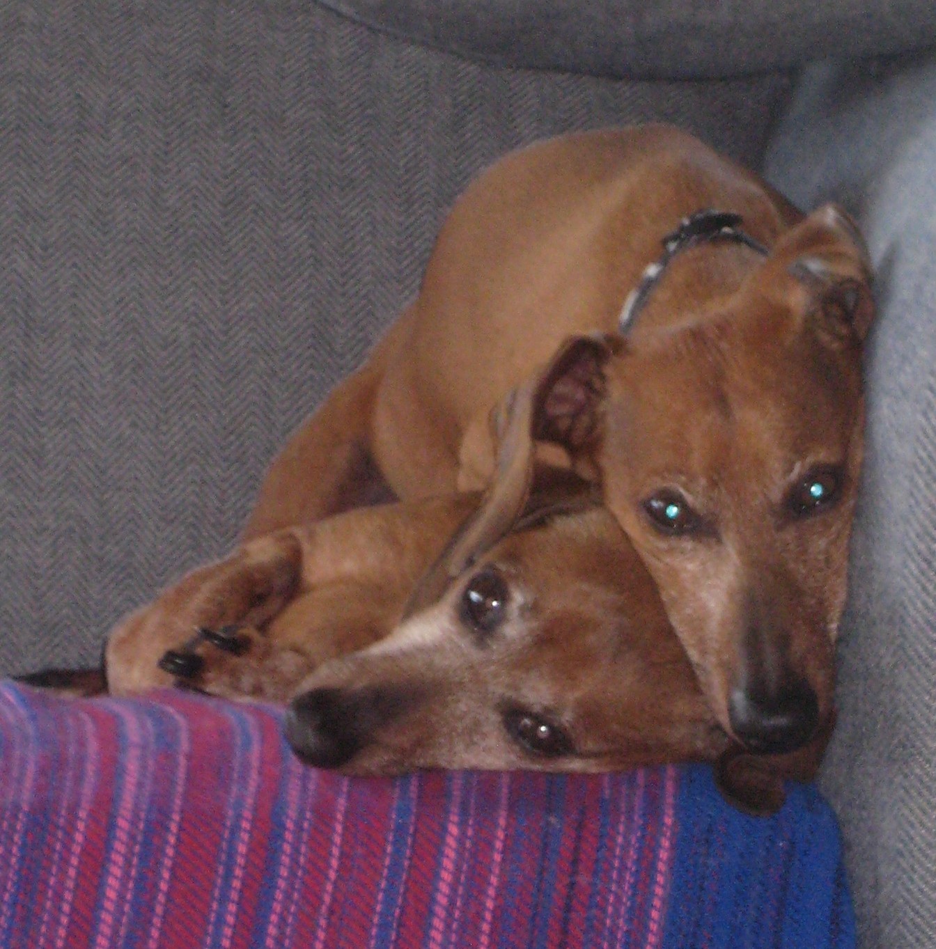 stack of dachs