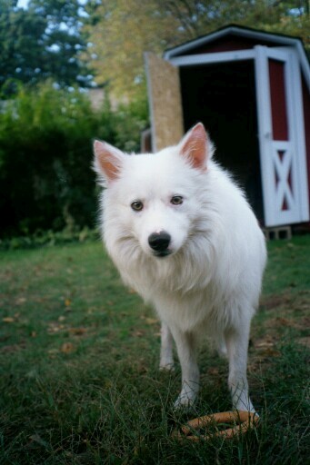 toby